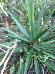 Agave decipiens