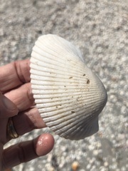 Anadara secticostata