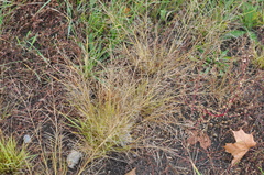 Eragrostis albensis