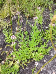 Lobelia jasionoides