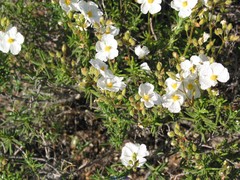 Cistus clusii