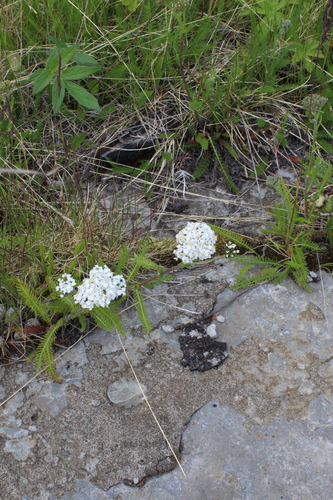 Achillea apiculata (Achillea apiculata)