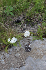 Achillea apiculata