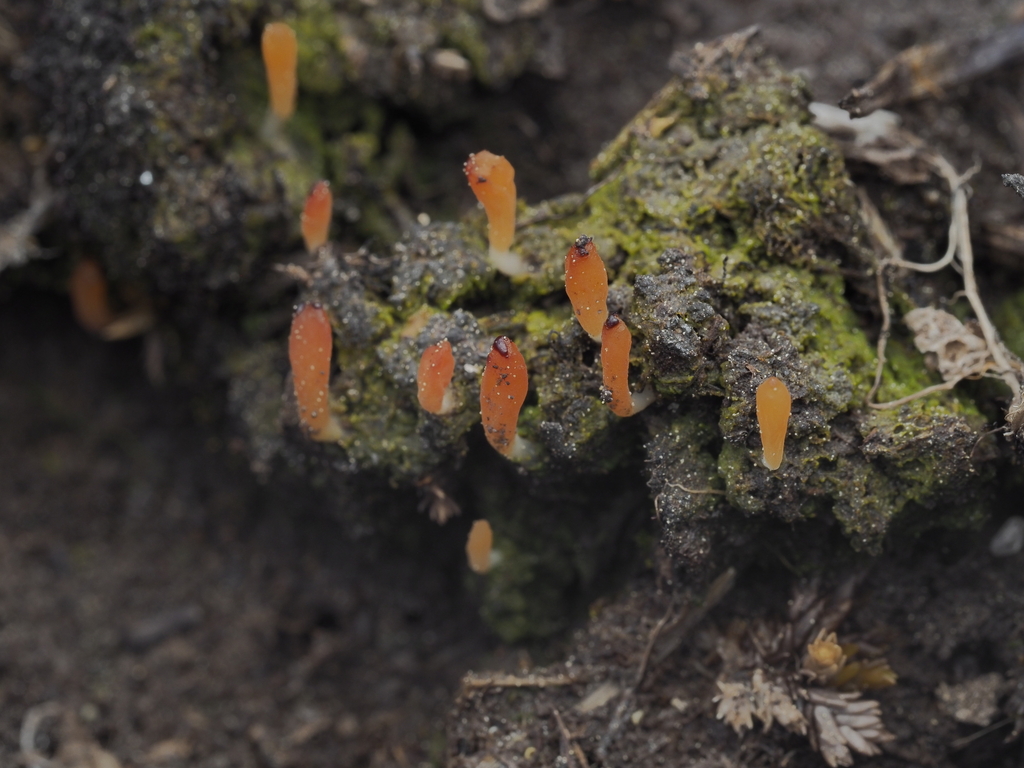 Multiclavula sp. 'BC01'
