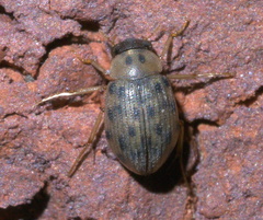 Berosus pantherinus