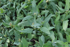 Atriplex nudicaulis