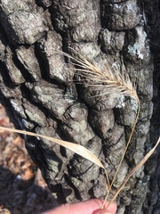 Elymus glabriflorus