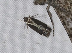 Chaliniastis astrapaea