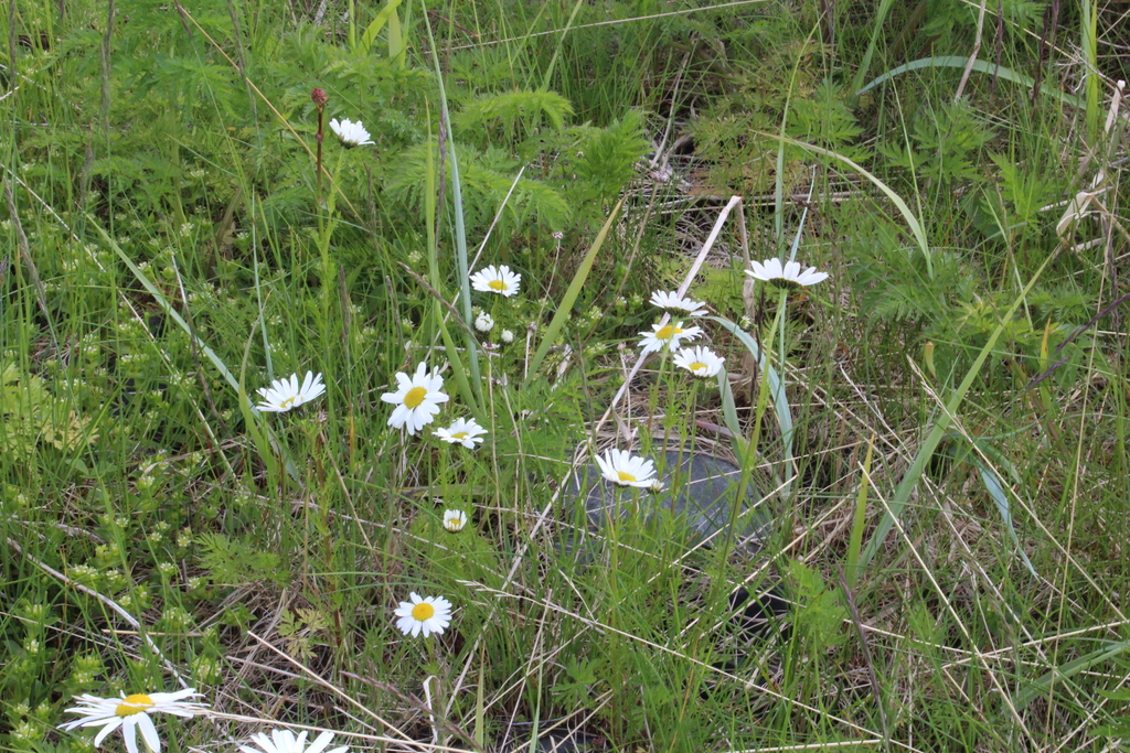Tripleurospermum subpolare; photograph (c) Dmitriy Bochkov, some rights reserved (CC BY)