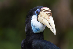 Blyth's Hornbill photo 2