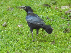 Quiscalus mexicanus
