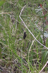 Carex atrata