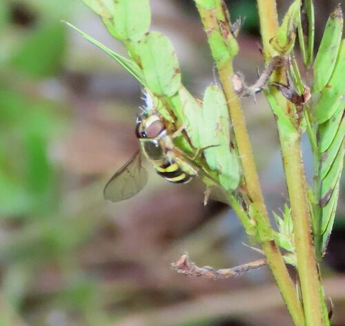 Unknown species found near Boone County, MO, USA