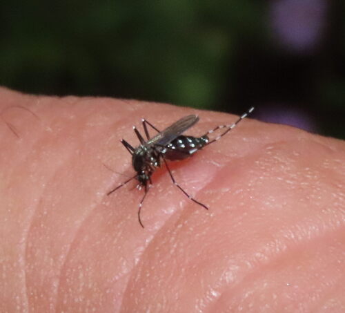 Unknown species found near Boone County, MO, USA