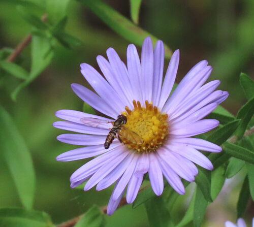Unknown species found near Boone County, MO, USA