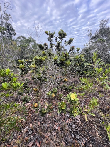 Xanthostemon ferrugineus observed 2025-09-30
