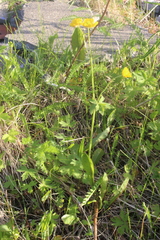 Ranunculus propinquus subborealis