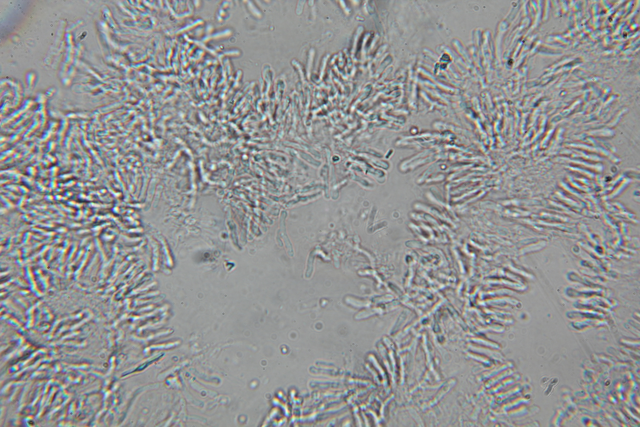 Gloeoporus dichrous image