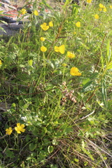 Ranunculus propinquus subborealis