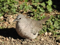 Columbina inca