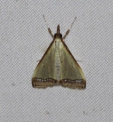 Autocharis hedyphaes