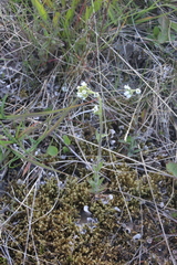 Draba incana