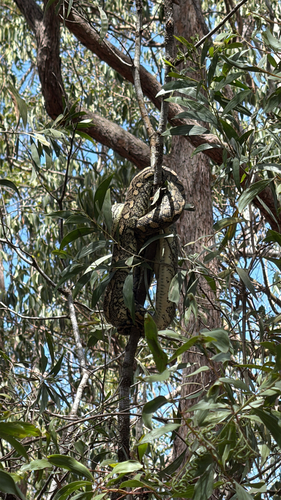 Coastal Carpet Python sighting