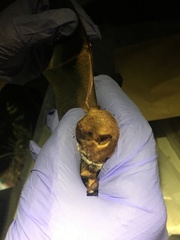 Lasiurus seminolus