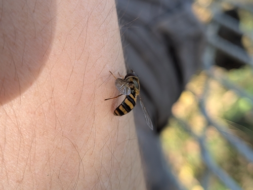 Unknown species found near Iowa, US