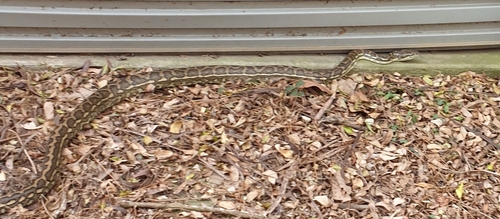 Coastal Carpet Python sighting