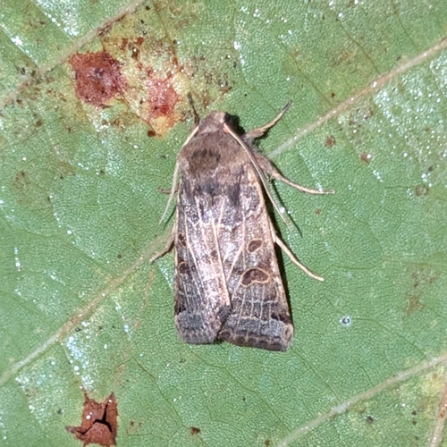 Lunar Underwing photo 4