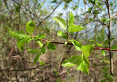 Salix pyrolifolia