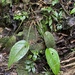 Anthurium marense