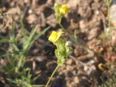 Linaria salzmannii