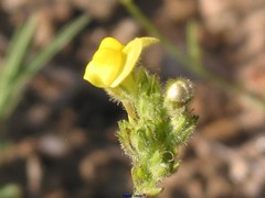 Linaria salzmannii