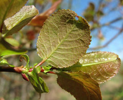 Salix pyrolifolia