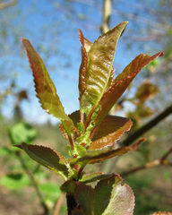 Salix pyrolifolia