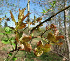 Salix pyrolifolia