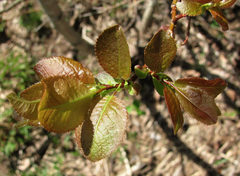 Salix pyrolifolia