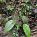 Anthurium marense 2