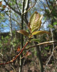 Salix pyrolifolia
