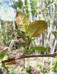 Salix pyrolifolia