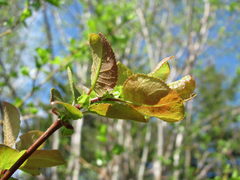 Salix pyrolifolia