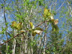 Salix pyrolifolia