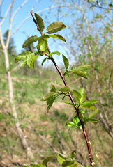 Salix pyrolifolia