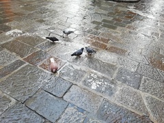 Columba livia domestica