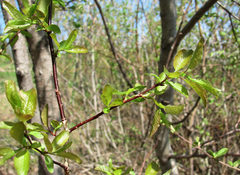 Salix pyrolifolia