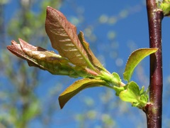 Salix pyrolifolia