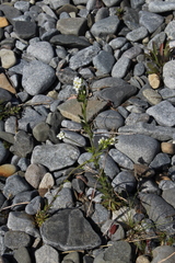 Draba incana