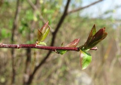 Salix pyrolifolia
